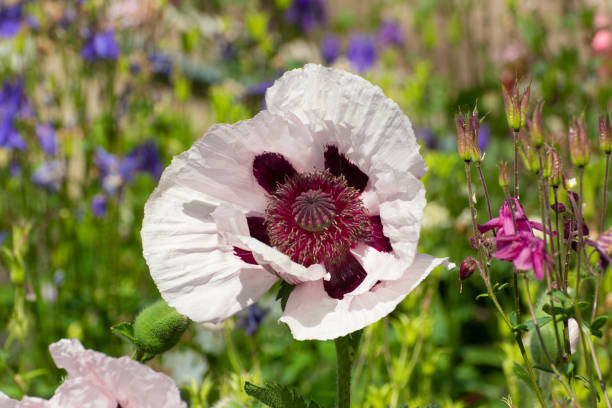 nahaufnahme eines weißen und lila orientalischen mohn, papaver orientale oder königliche hochzeit - poppy purple flower close up stock-fotos und bilder