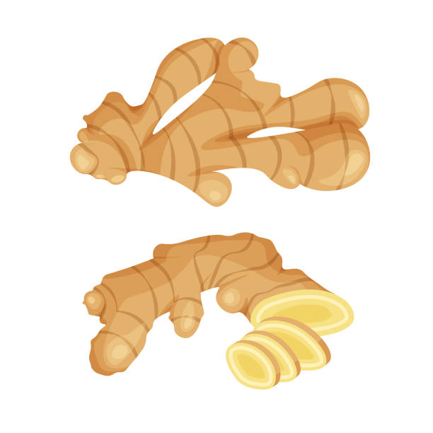 Fresh ginger root on white background. Fresh ginger root on white background. Vegan food vector icons in a trendy cartoon style. Healthy food concept for design. ginger spice stock illustrations