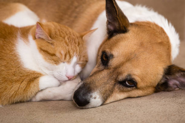 istock Cat and dog resting together on sofa. Best friends. 1243998430