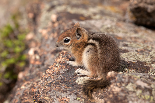 Sitting on a lichens covered granite boulder, a young golden-mantled ground squirrel enjoys the Mount Evans Wilderness in the Front Range of the Colorado Rocky Mountains.