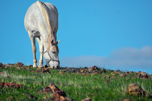 Outdoor rural scene of an adult white Percheron horse standing with its head down looking at the camera in a pasture of green grass.