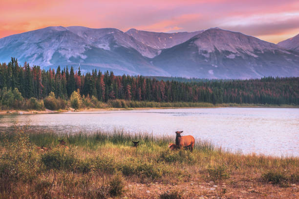 Deers rest by the lake