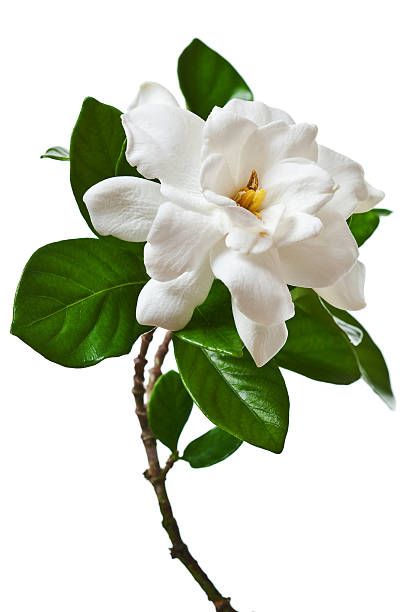 A white gardenia blossom on a white background stock photo