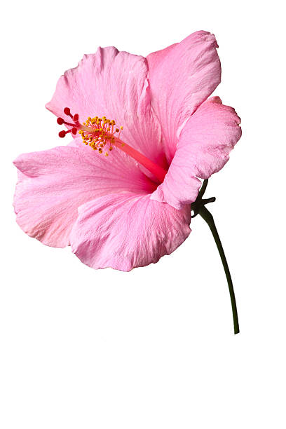 istock Pink hibiscus isolated 124402735