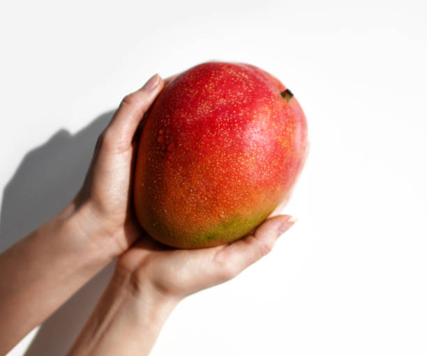 istock Whole Mango fruit in woman hands on white table background close-up. Top view with free text space 1244031372