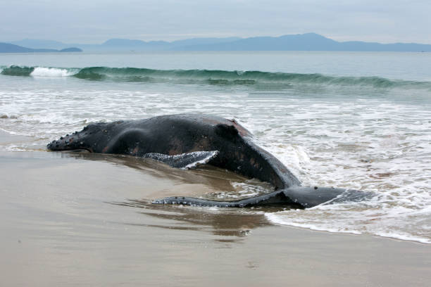 Whale Whale stranded on the beach stranded stock pictures, royalty-free photos & images