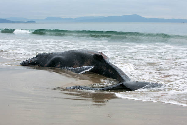 кит - beached стоковые фото и изображения