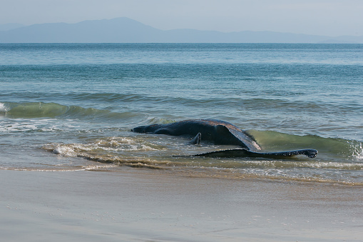 Whale stranded on the beach