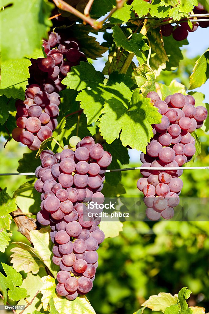 gewurztraminer grapevine in vineyard (gewurztraminer), Alsace, France Agriculture Stock Photo