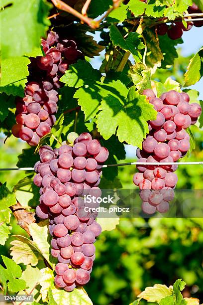 Gewurztraminer Stock Photo - Download Image Now - Agriculture, Alsace, Autumn