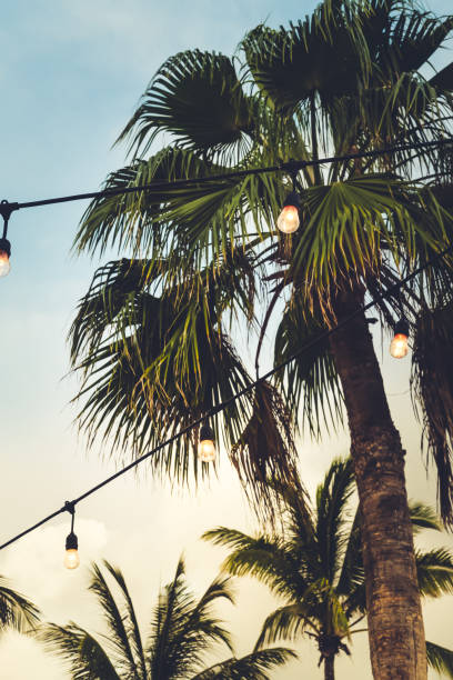 istock Trendy outdoor bulb garlands in tropical setting 1244090282