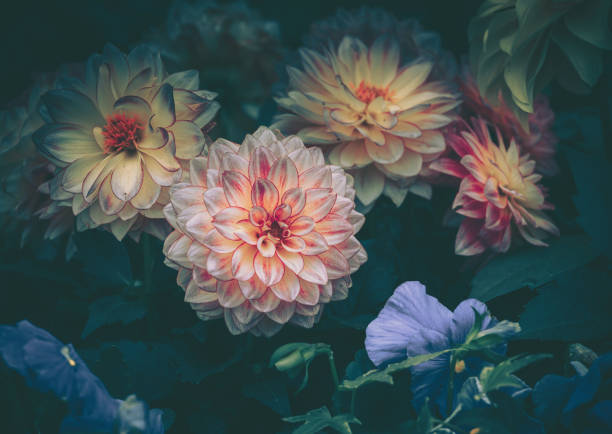 istock Daisy chamomile flowers; Nature Background ; vintage style 1244090439