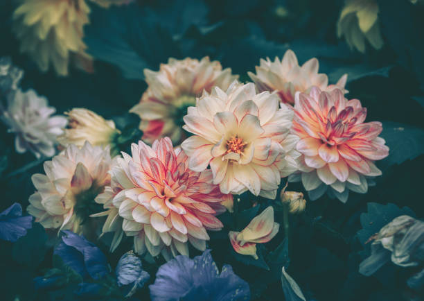 istock Daisy chamomile flowers; Nature Background ; vintage style 1244090442