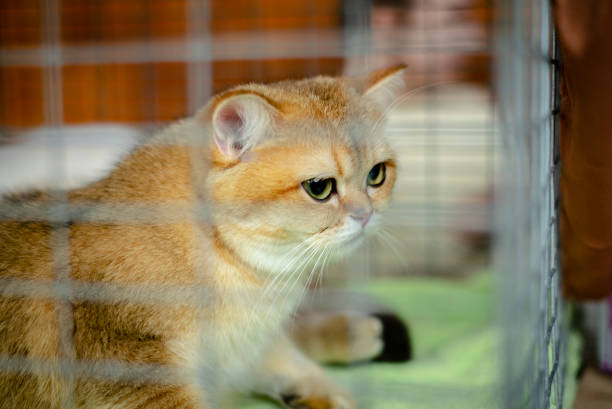 istock Kitten British Shorthair lemon color 1244090477