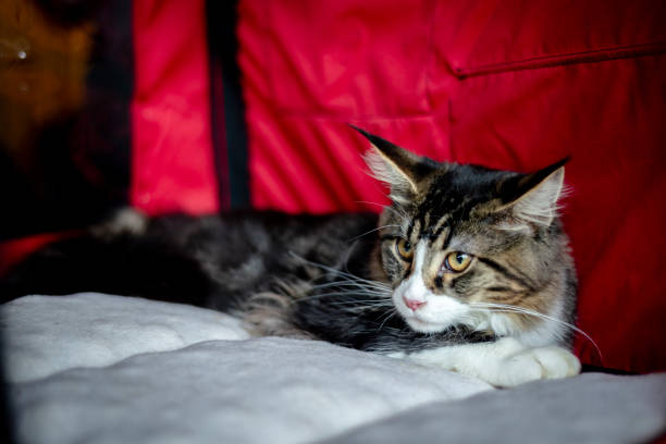 istock Maine thoroughbred breed Maine Coon 1244090493