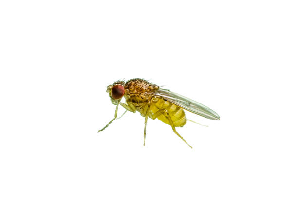 istock Drosophila Fruit Fly Diptera Parasite Insect Isolated on White Background 1244107817