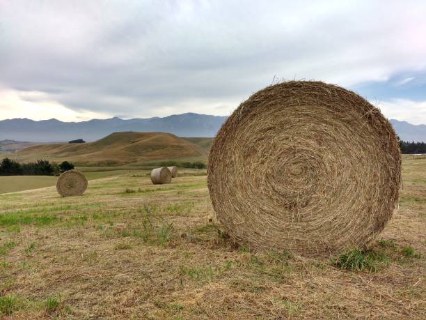 Twisted haystack on agriculture field. stock photo