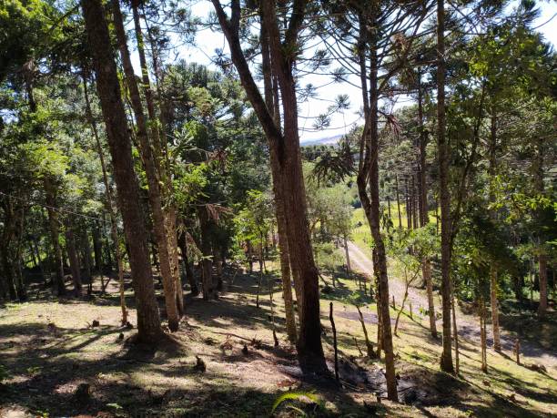 istock Tree landscape of Santa Catarina 1244123425