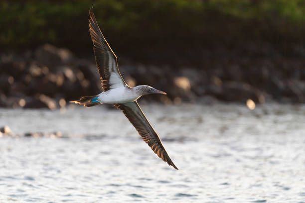 booby dai piedi azzurri, isole galapagos, in volo - galapagos islands bird booby ecuador foto e immagini stock