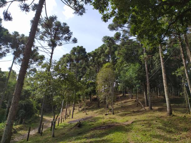 istock Tree landscape of Santa Catarina 1244127072