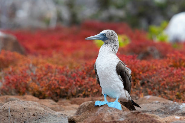 booby dai piedi blu, isole galapagos - galapagos islands bird booby ecuador foto e immagini stock