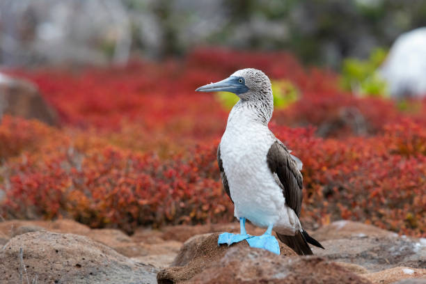 blue-footed booby, galapagos islands - webbed foot imagens e fotografias de stock