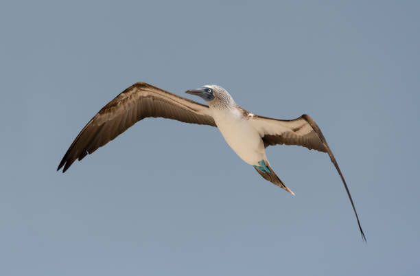 booby dai piedi azzurri, isole galapagos, in volo - galapagos islands bird booby ecuador foto e immagini stock