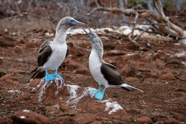istock Blue-footed booby, Galapagos islands, mating pair 1244140479