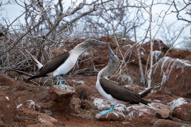 istock Blue-footed booby pair, Galapagos islands, mating, kissing 1244144080