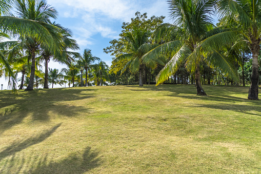 Green agriculture field, palm trees in oasis under  Wadi Bani Awf—one of Oman’s most picturesque valley.