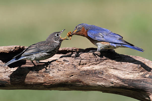 istock Male Eastern Bluebird Feeding A Baby 124414592