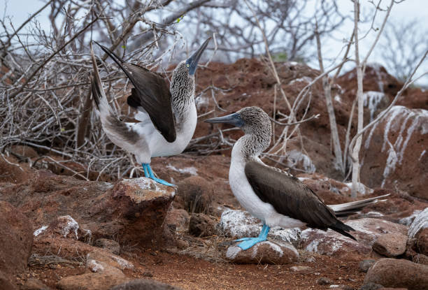 istock Blue-footed booby, Galapagos islands, mating pair 1244146713