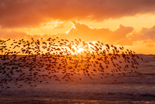 Orange light illuminates birds as they come into landing, on Mokulua Island
