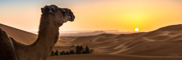 istock Merzouga in the Sahara Desert in Morocco. Web banner in panoramic view. 1244159123