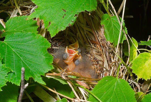 istock Nest of Tristram’s bunting 124416773