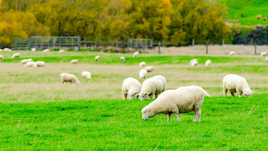 Flock of Sheep in green grass field and mountain nature background in rural at south Island New Zealand