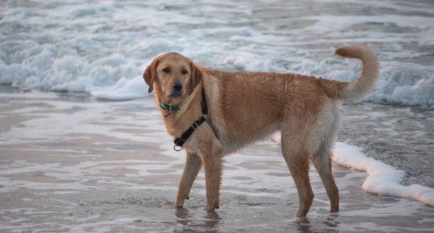 istock Ridley the Goldador 1244169721