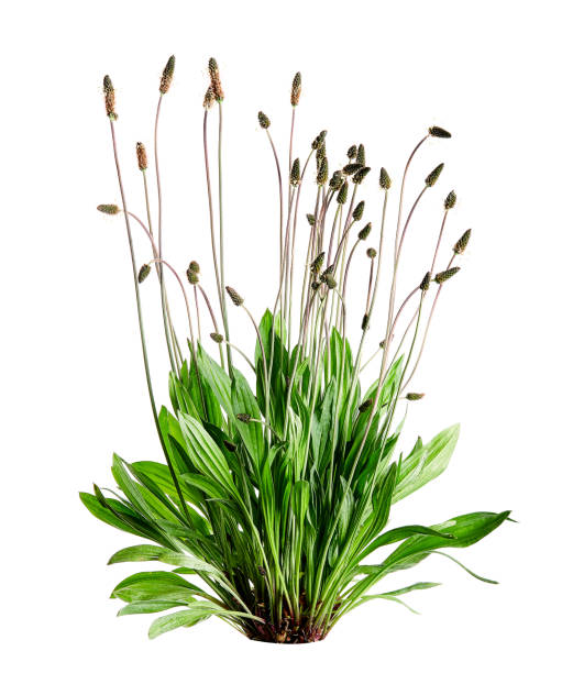 Tuft ribwort (Plantago lanceolata) on white background. Herb used in alternative medicine. stock photo