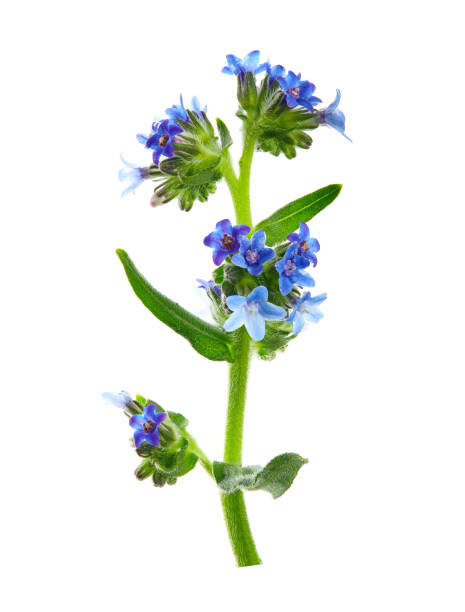 Anchusa officinalis, commonly known as the common bugloss or alkanet, is a plant species in the genus Anchusa. High resolution photo of herbs on a white background. stock photo