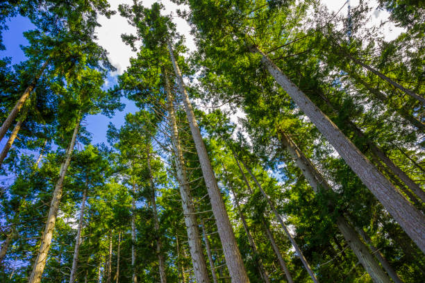 Beech forest of Cansiglio, the vast plateau of the northern-Italian Prealps