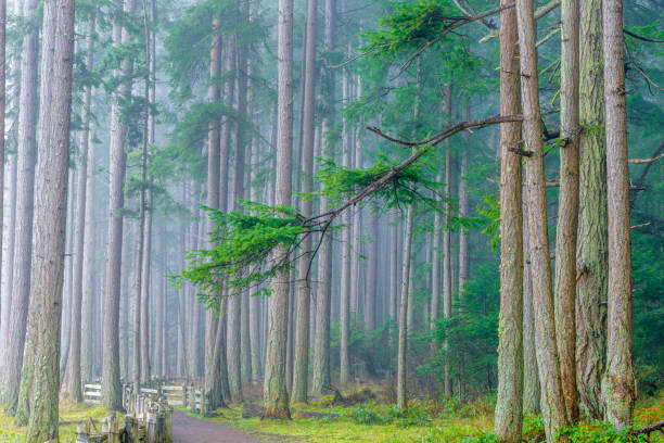 Forest on Vancouver Island, British Columbia