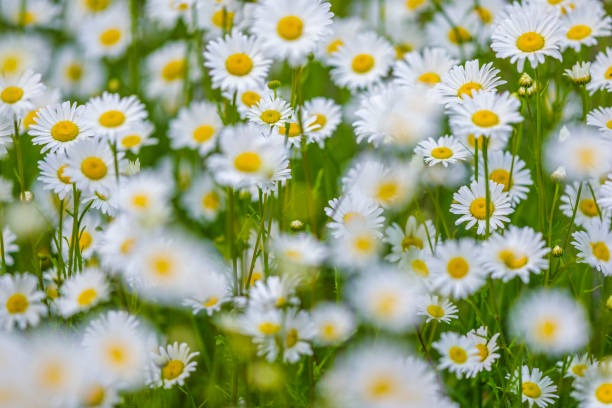 Wildflowers on Vancouver Island, British Columbia