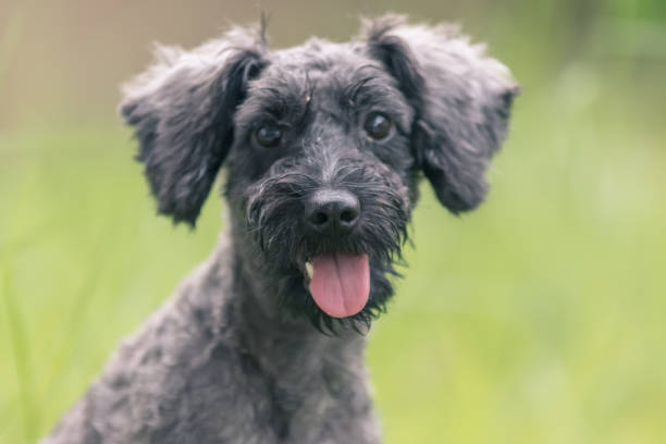 istock Abstract soft focus puppy playing ball for background use (image slightly motion blur and noise) 1244195918