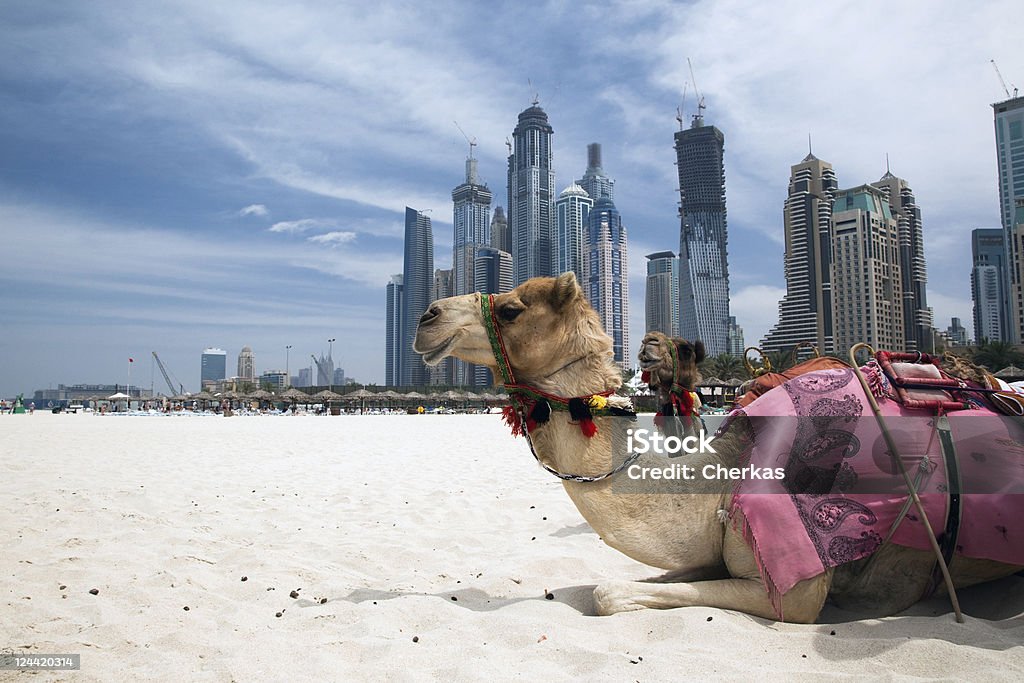 Cammello a riposo di fuori della città - Foto stock royalty-free di Dubai