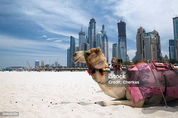 Cammello A Riposo Di Fuori Della Città - Fotografie stock e altre immagini di Dubai - Dubai, Spiaggia, Cammello