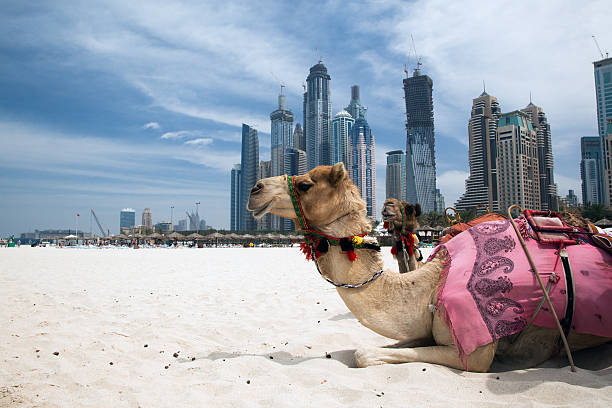 Camel resting outside a city Camel at the urban background of Dubai. animal neck photos stock pictures, royalty-free photos & images