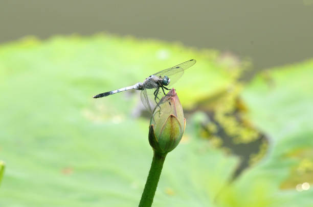 istock Pink lotus bud water lily with a dragonfly 1244214135