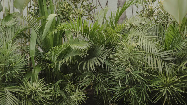 istock Modern tropical green background. Exotic plants. Bali background 1244219203