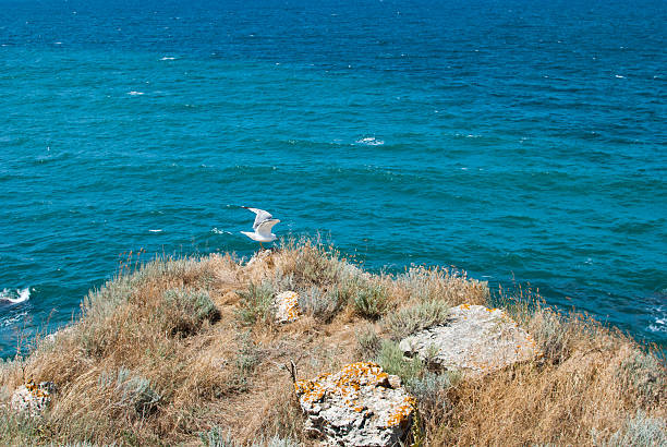 Black sea and a seagull ready to fly away stock photo