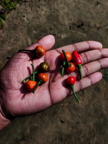 Some red indian chilli on my hand in the daytime and sunlight fall on it.
